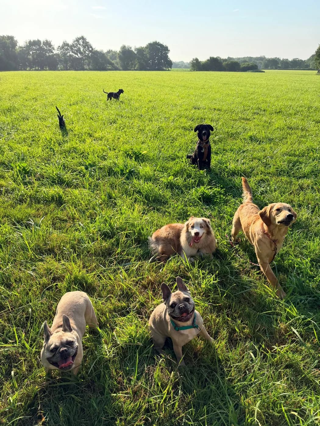 La meute dans un champ au soleil, deux bouledogues au premier plan