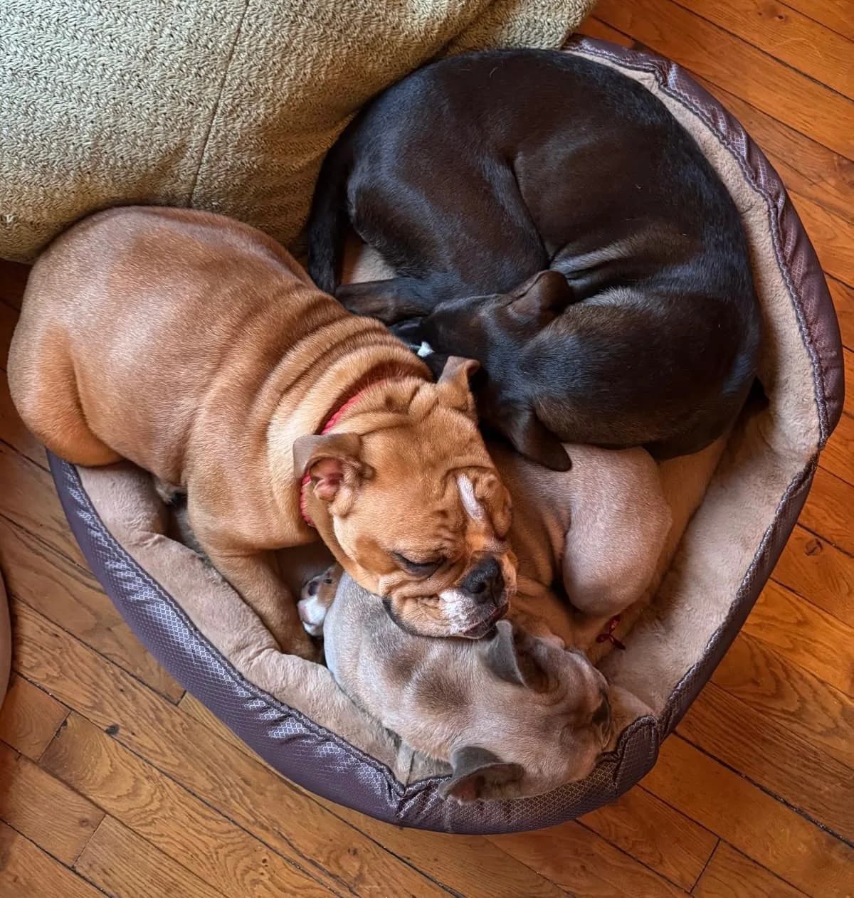 Des pensionnaires au repos dans le local DogSister