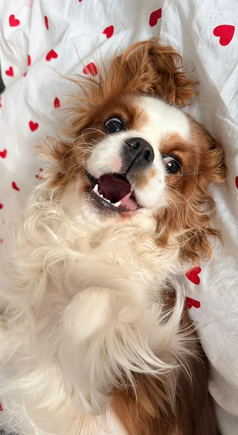 Cavalier king charles au repos