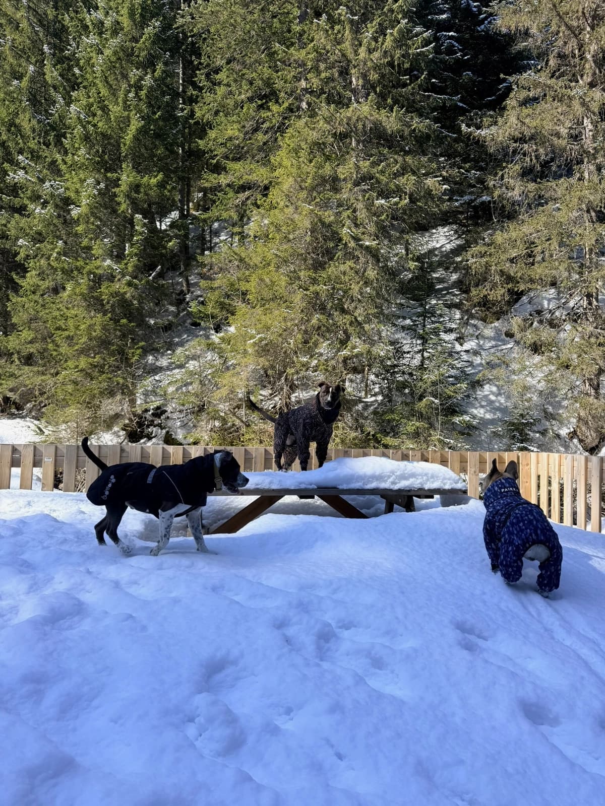 Chiens en manteau dans la neige pendant un séjour