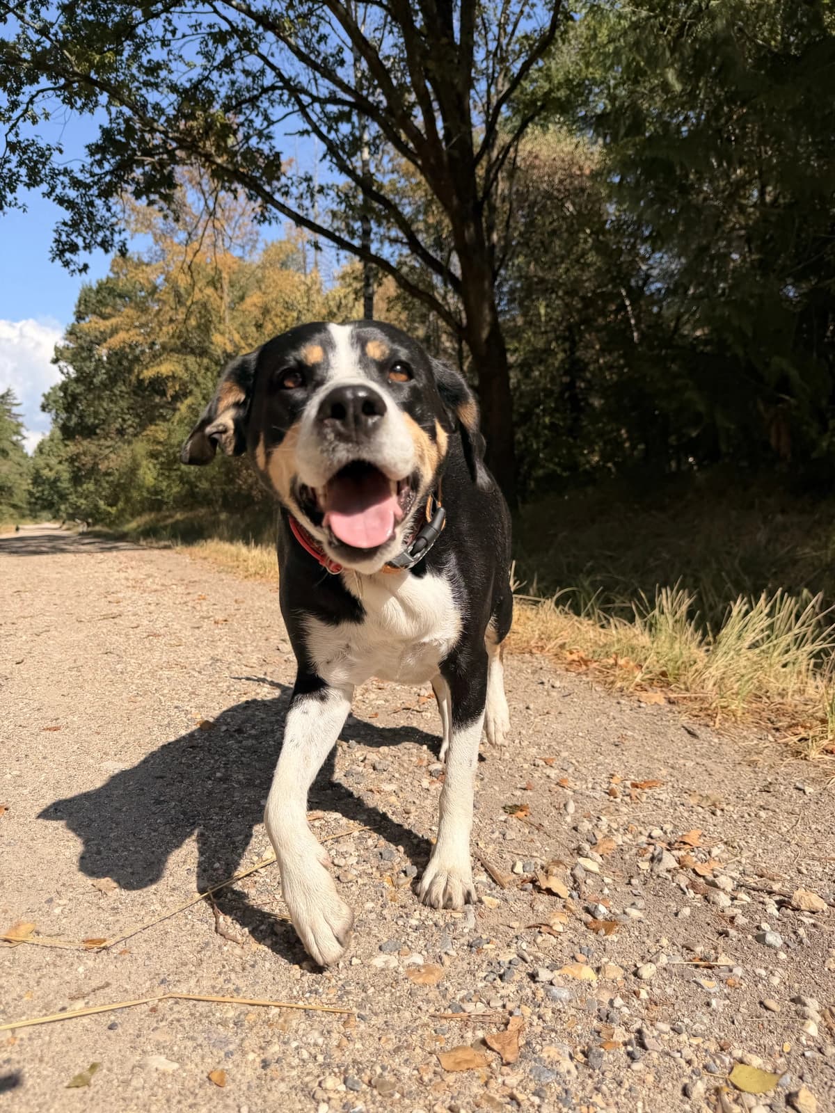 Chien en pleine course sur un chemin forestier