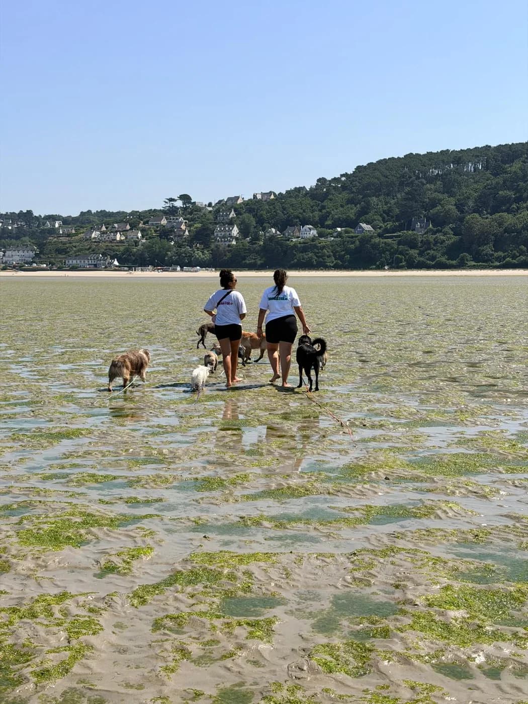 Sarah et Hanna en balade avec la meute au bord de mer