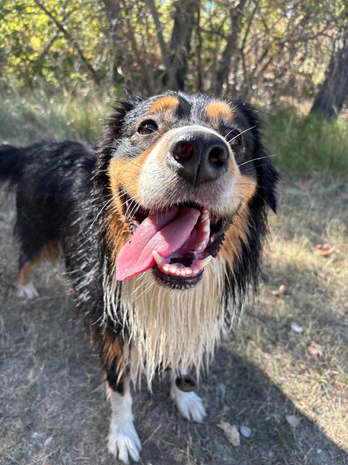 Un bouvier bernois tout sourire pendant la balade en forêt