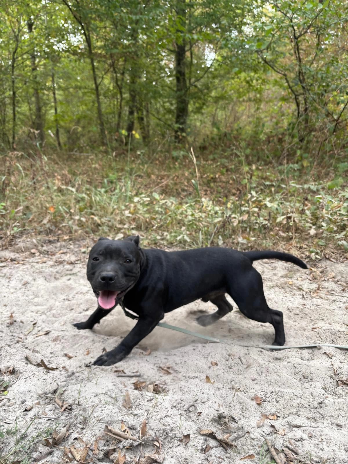 Un staffie noir en pleine course sur un chemin forestier