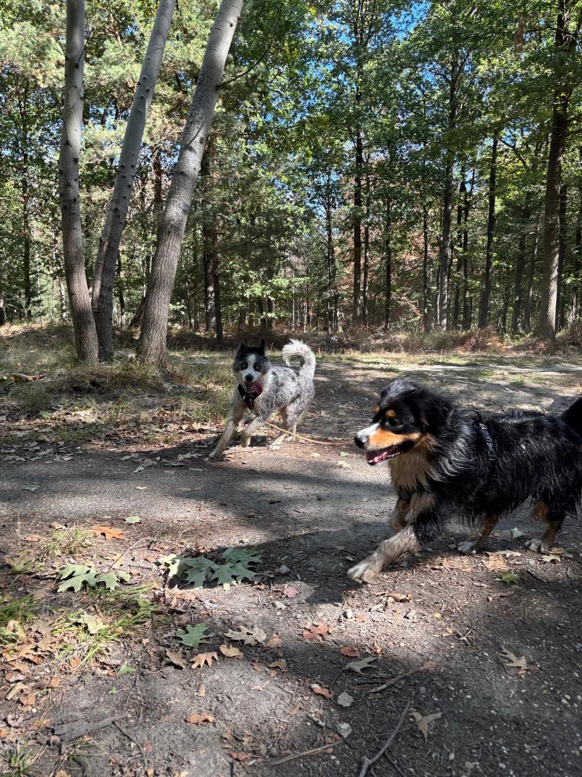 Deux chiens remontent le chemin au milieu des arbres