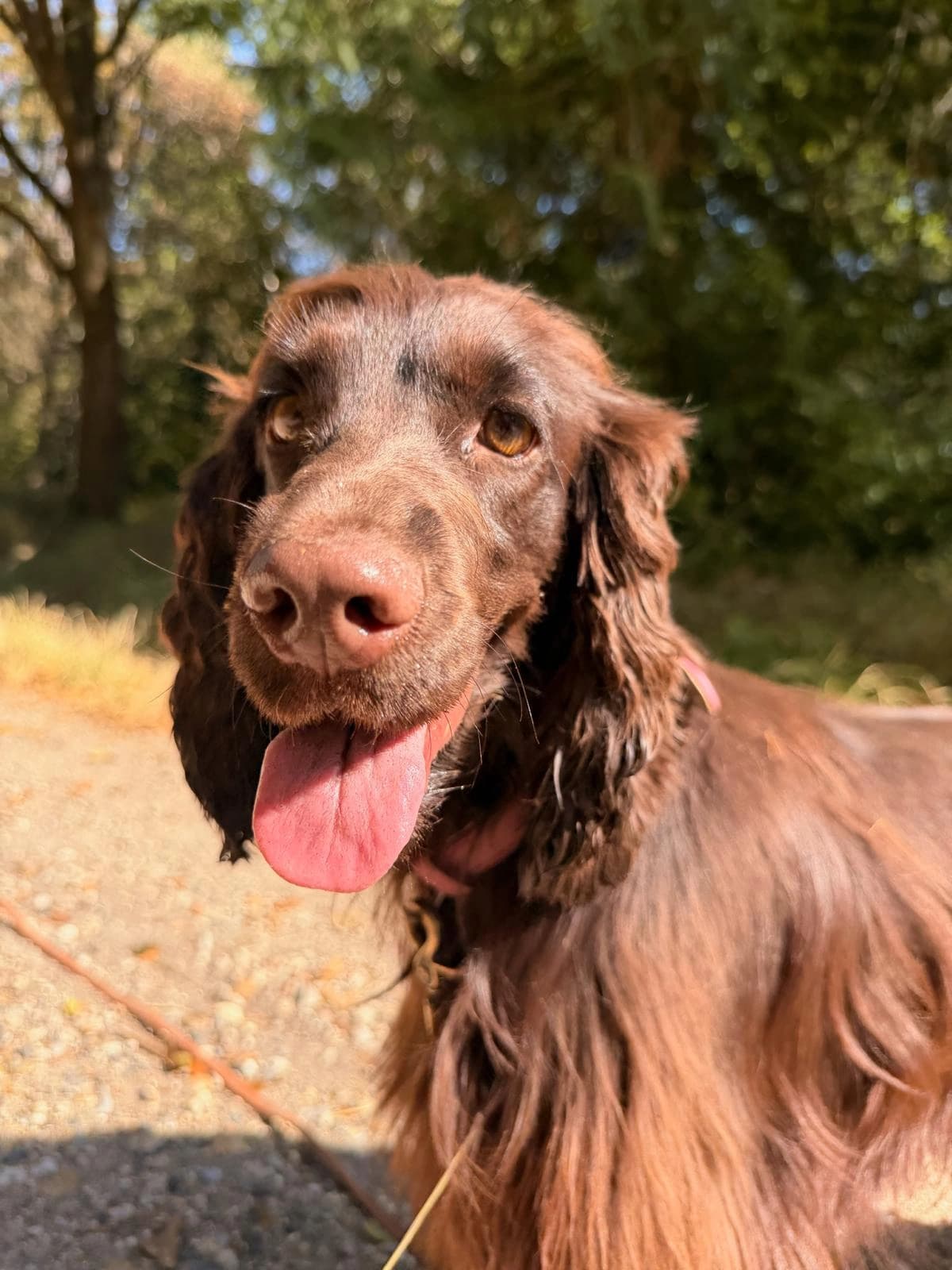 Un épagneul brun en gros plan, langue sortie