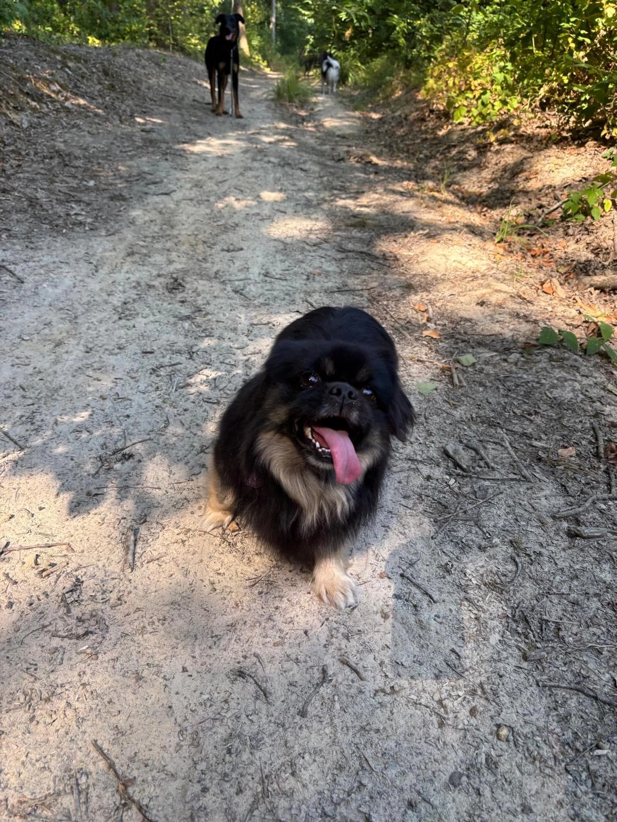 Un petit chien noir lève la tête sur le sentier