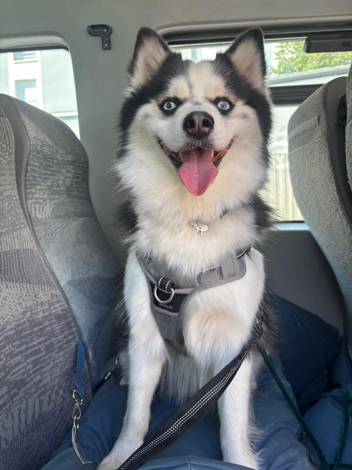 Un husky installé dans la voiture avant la balade