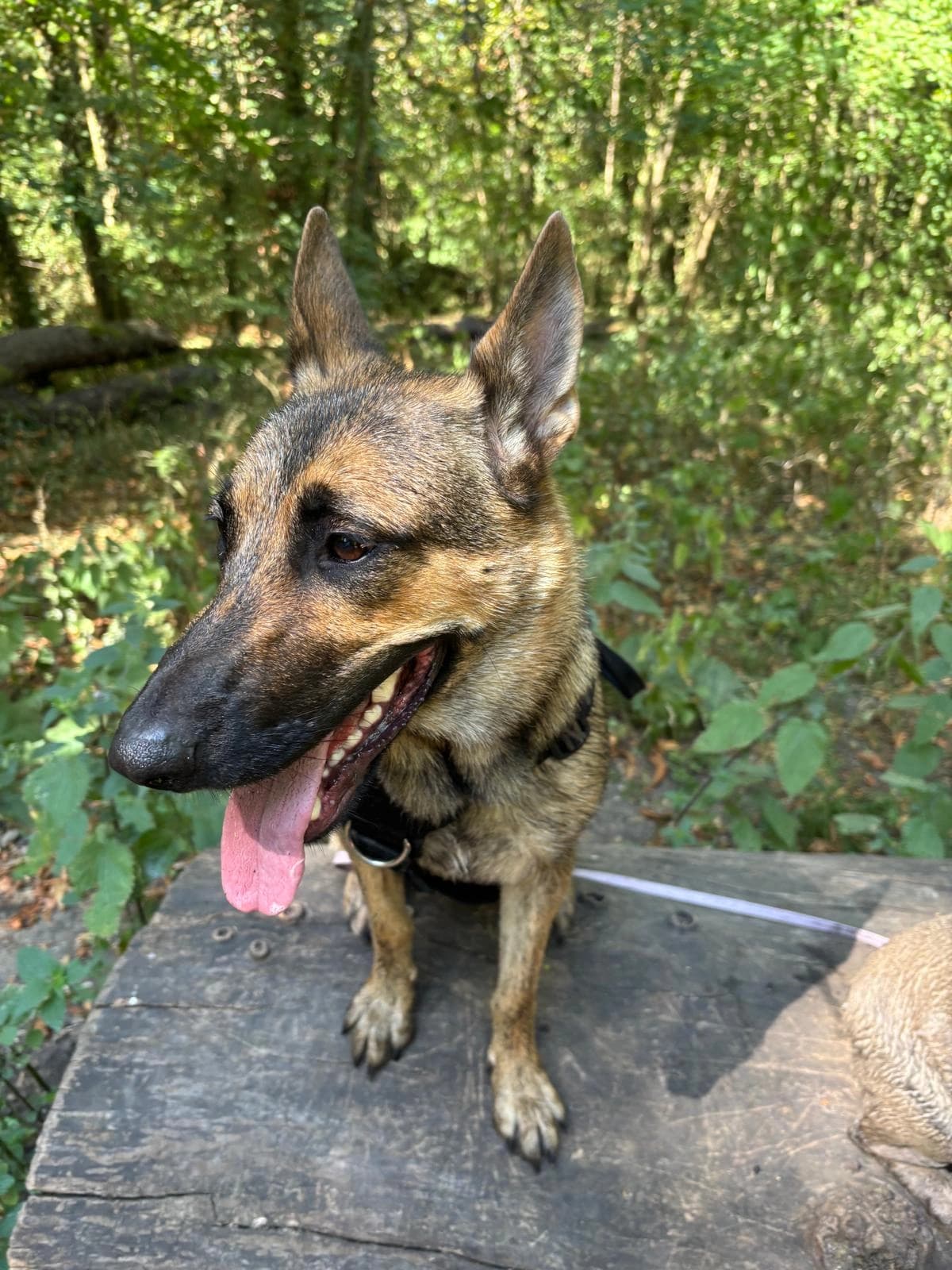 Un berger allemand assis au bord du chemin