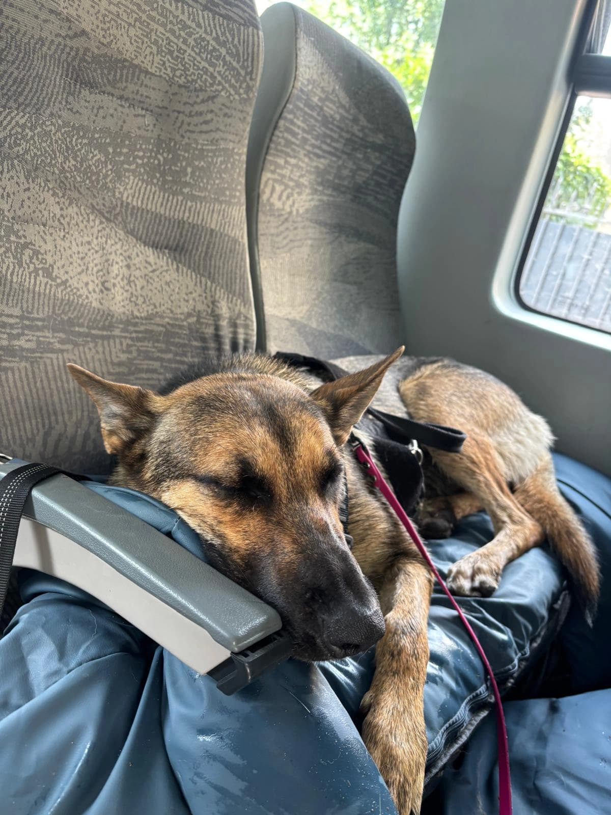 Deux chiens endormis dans le coffre au retour de la balade