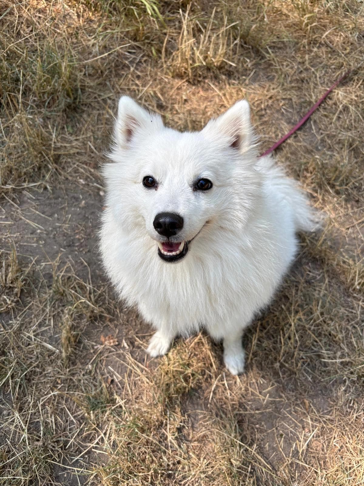 Un spitz blanc assis en laisse sur le chemin