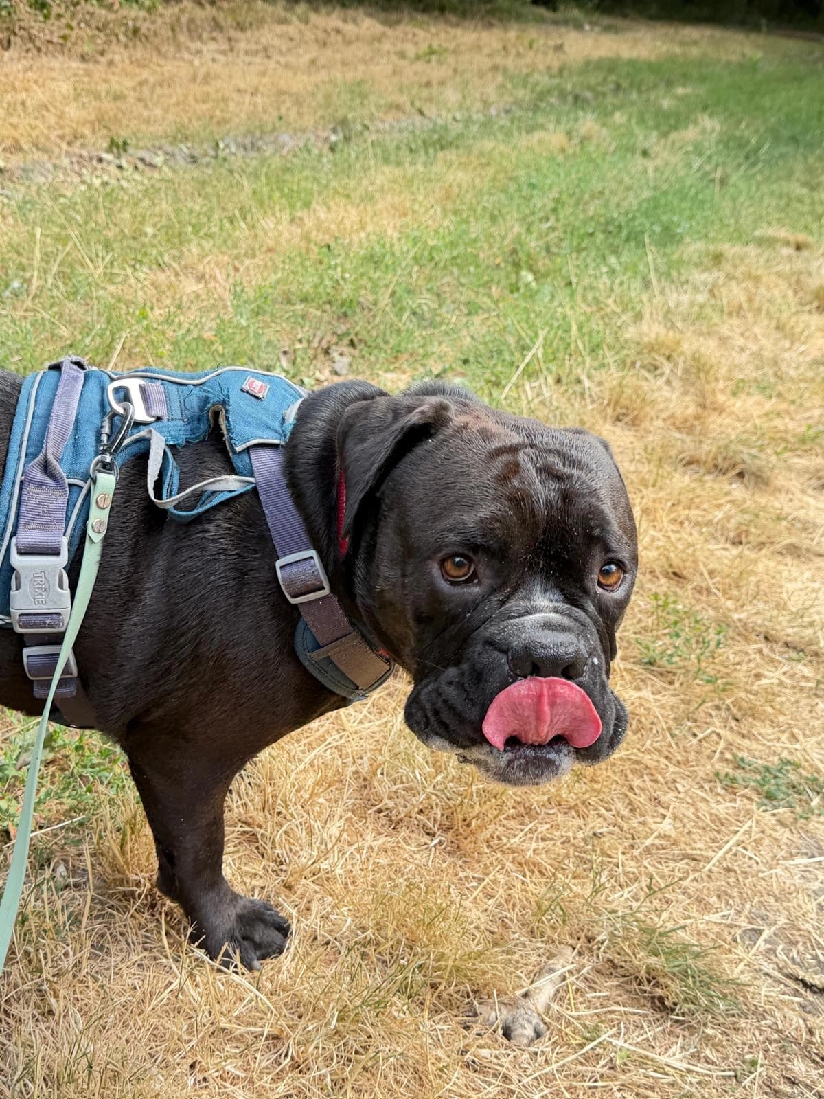 Un boxer bringé se lèche les babines en forêt