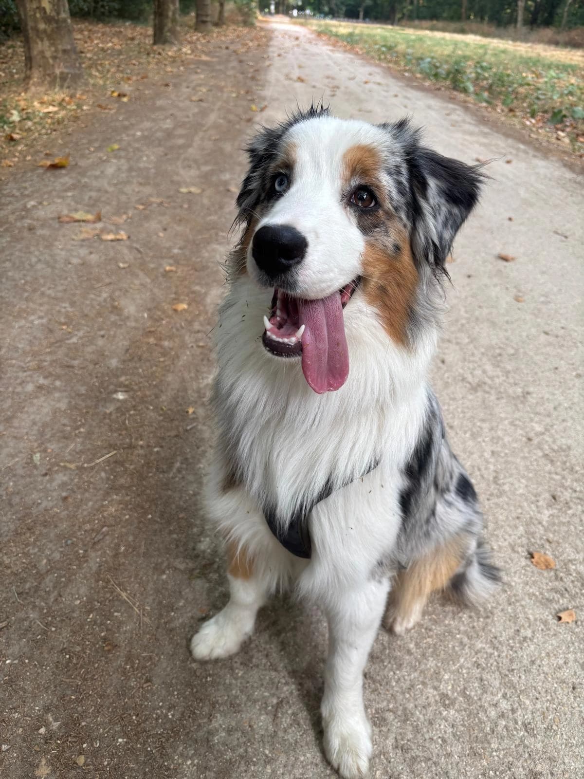 Un berger australien bleu merle assis sur le chemin