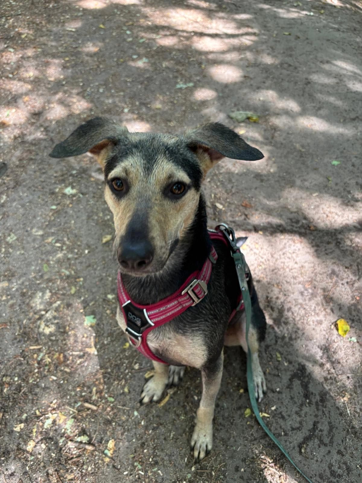 Un petit chien fauve et noir en harnais sur le chemin