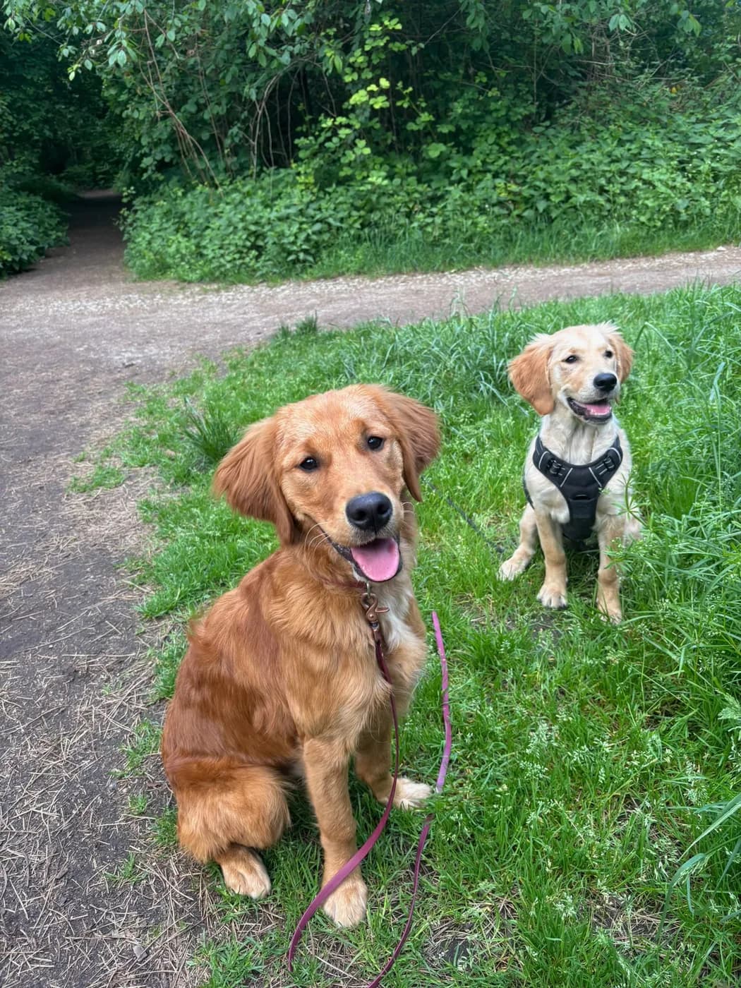 Deux golden retrievers en balade en forêt