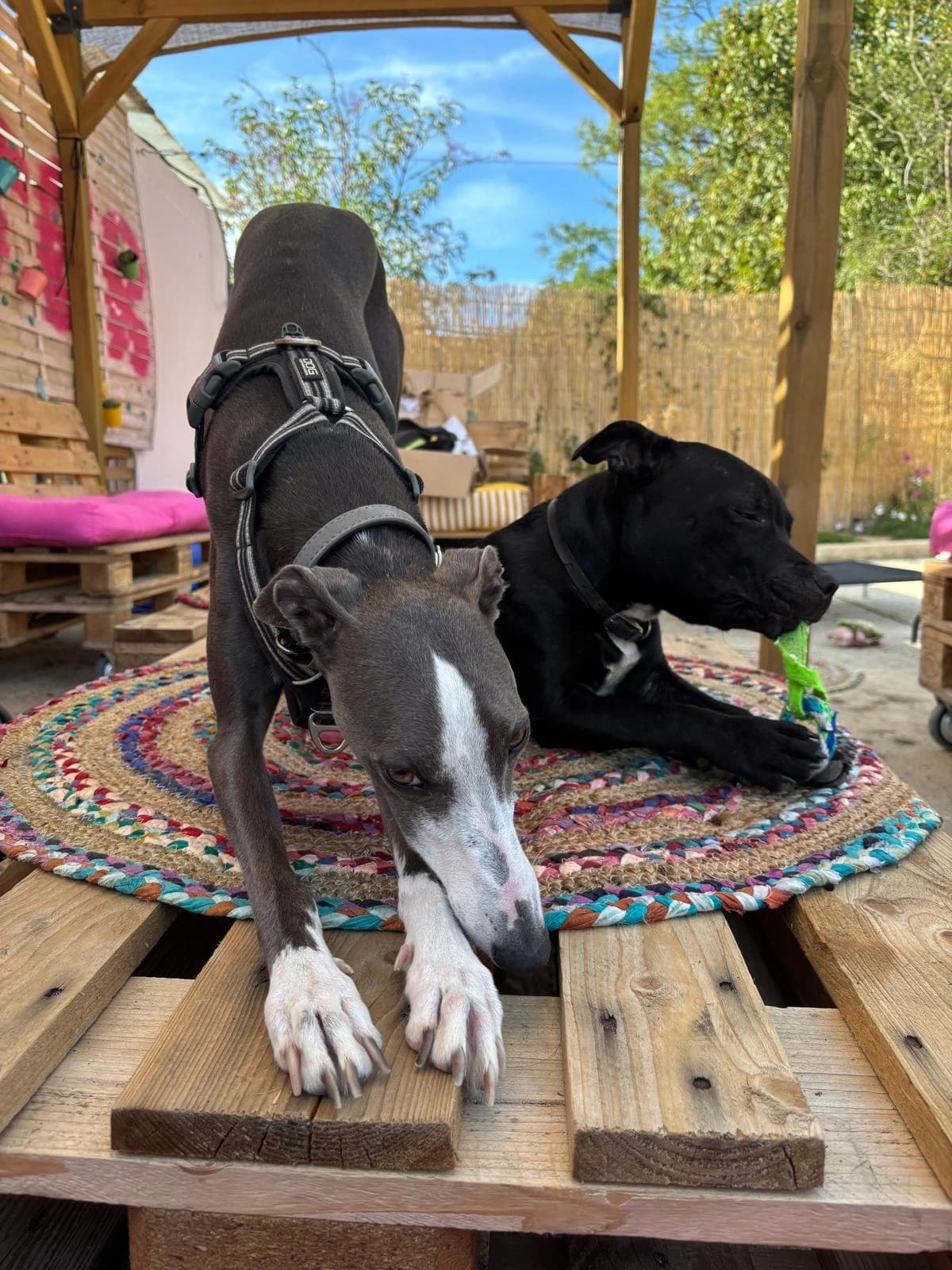 Un whippet et un chien noir se chamaillent sur le tapis de la cour