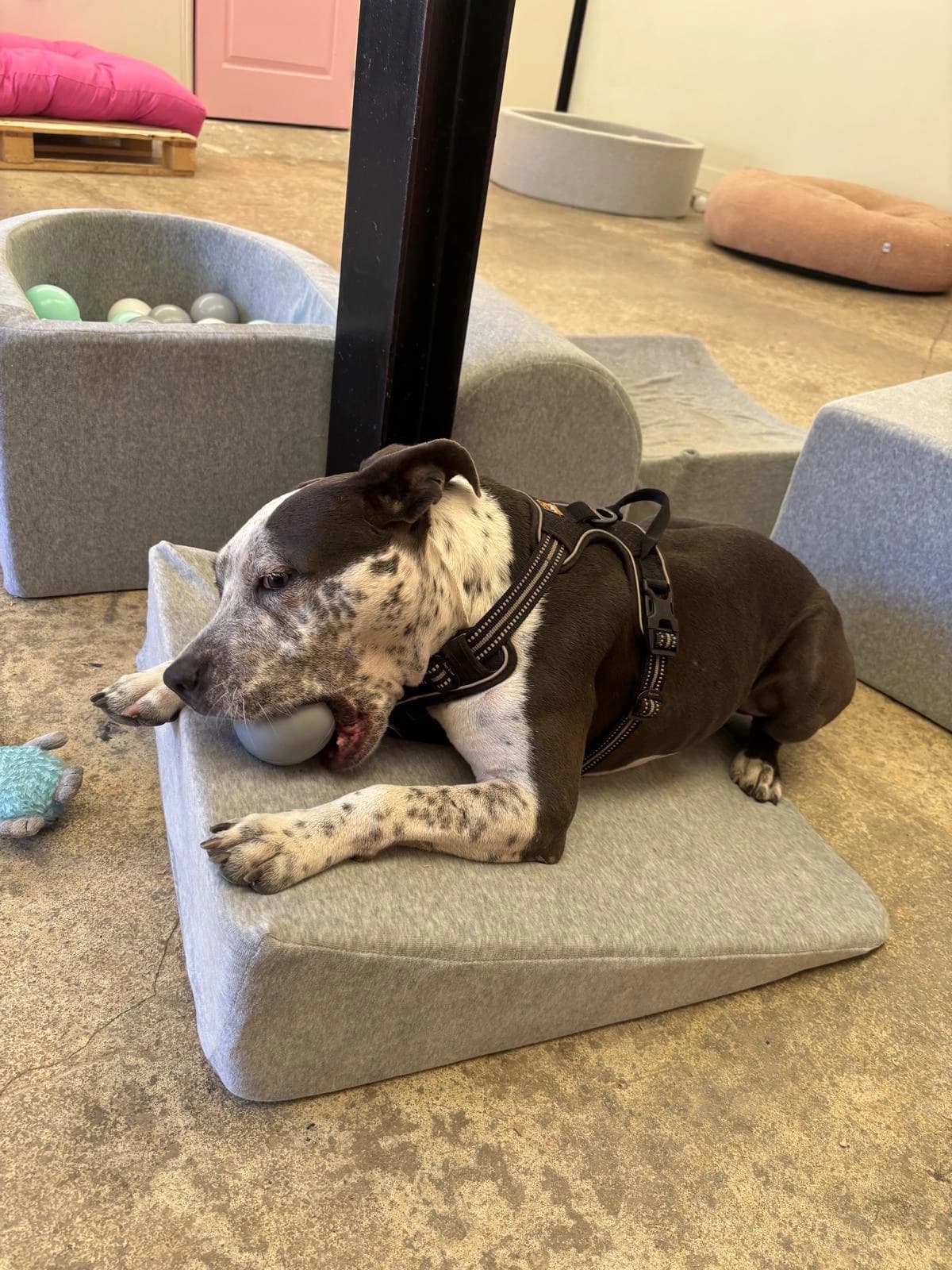 Un staffie brun installé dans un fauteuil avec son jouet