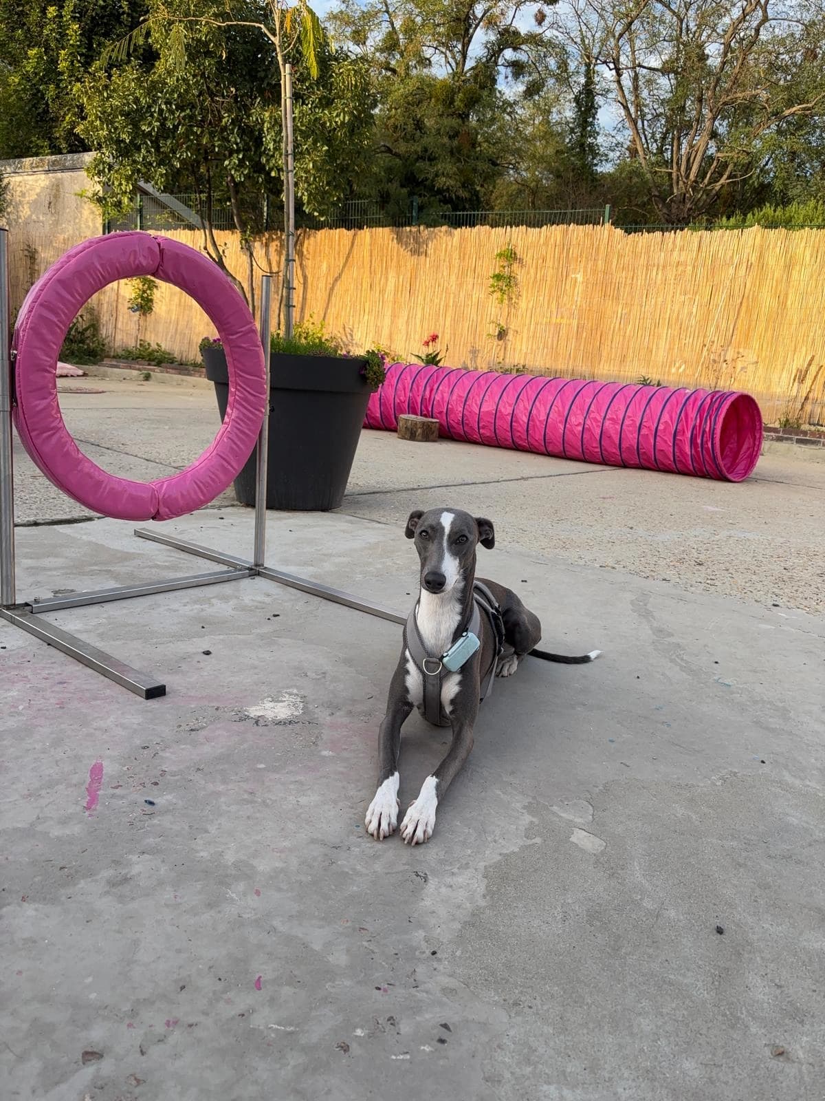 Un whippet gris assis dans la cour de la garderie