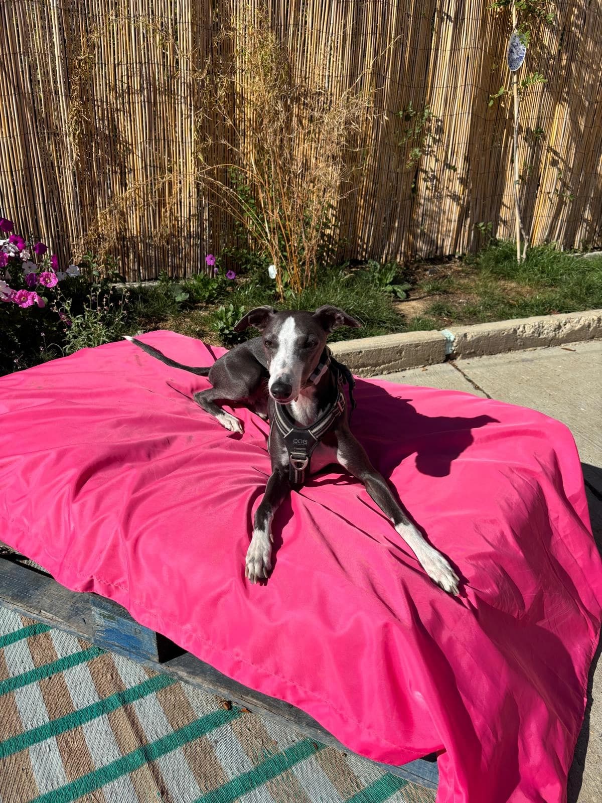 Un whippet noir et blanc étendu sur un grand coussin rose