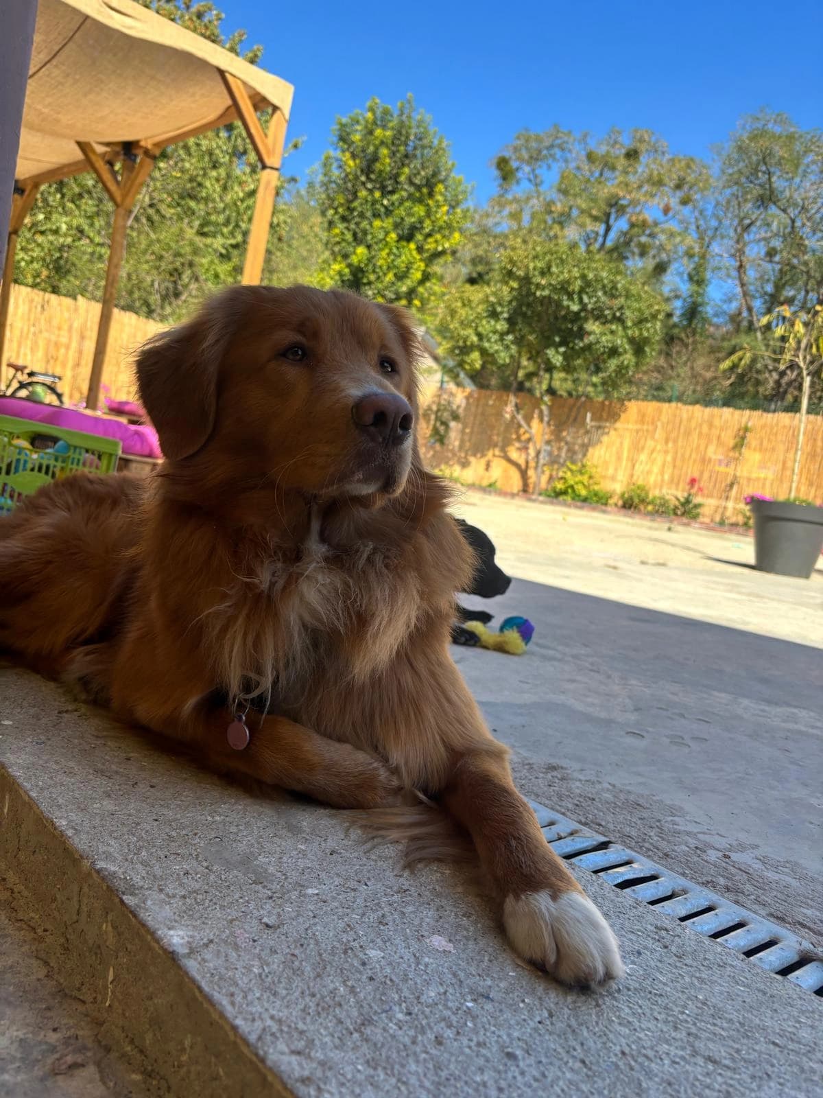Un golden retriever couché au soleil dans la cour