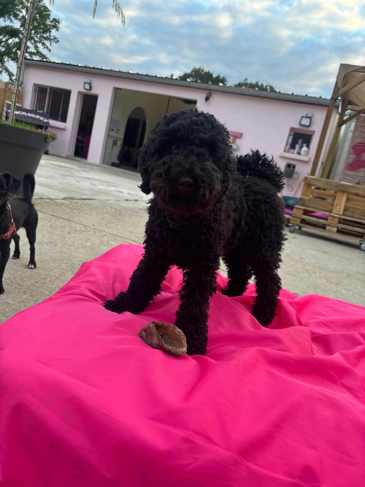 Un caniche noir debout sur un matelas rose