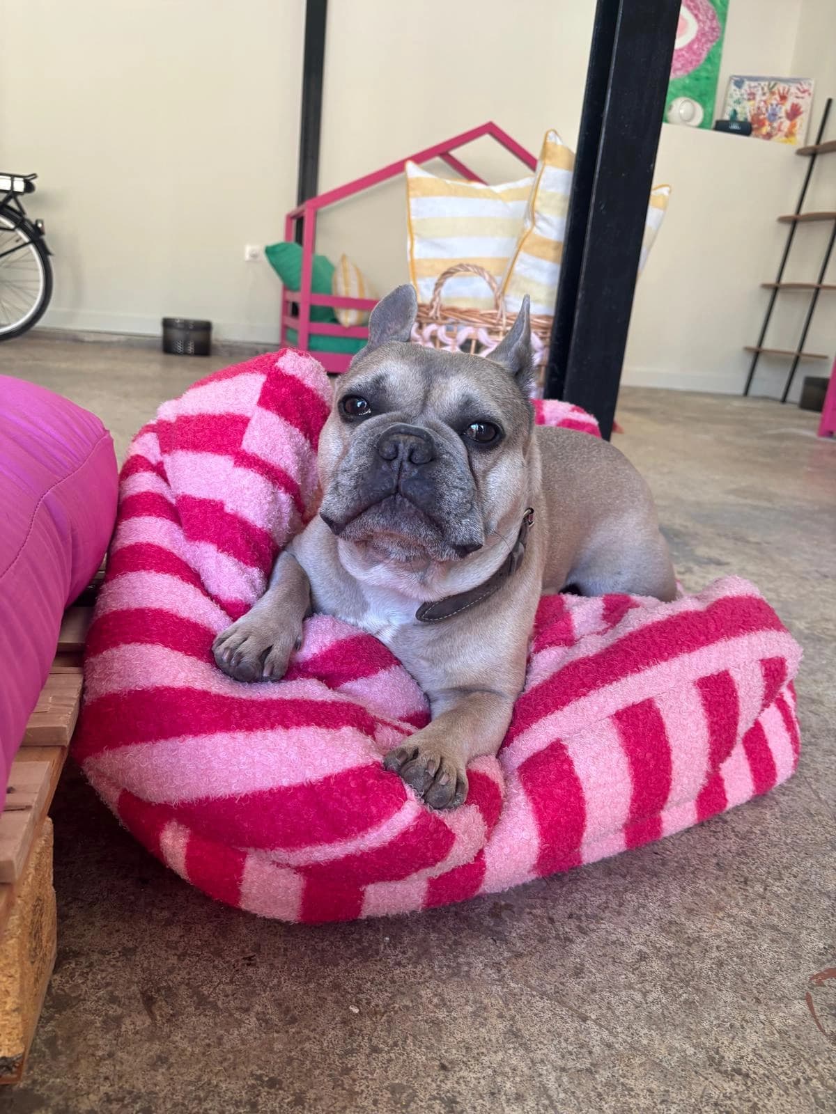 Un bouledogue français sur un coussin rayé rose et blanc