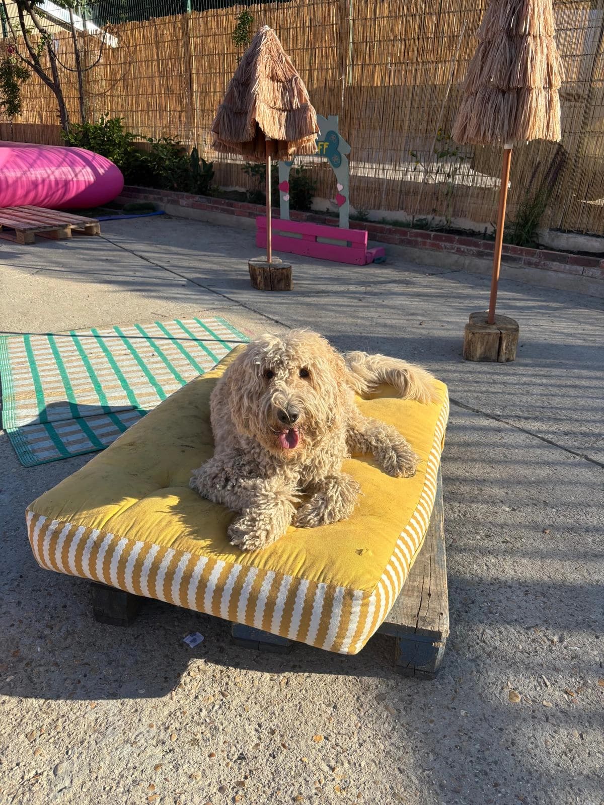 Un cocker beige allongé sur le matelas jaune de la cour