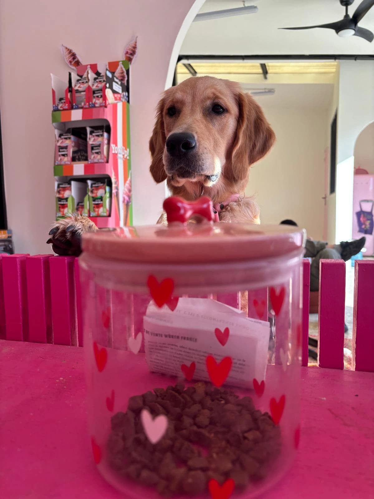 Un golden retriever assis devant le bocal à friandises
