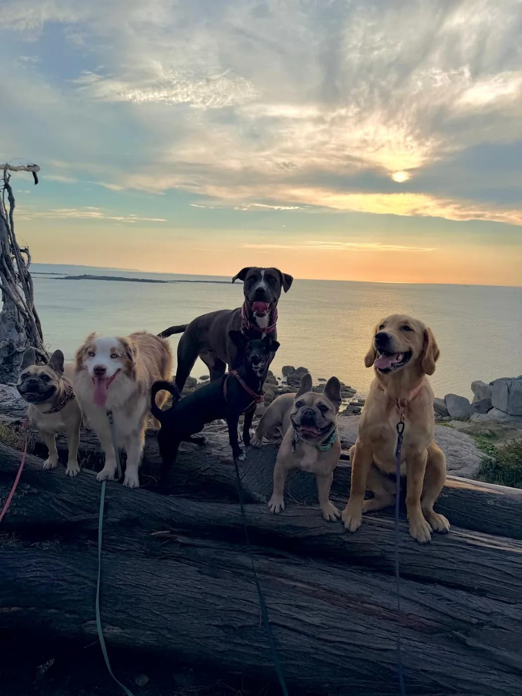 La meute au coucher de soleil en bord de mer