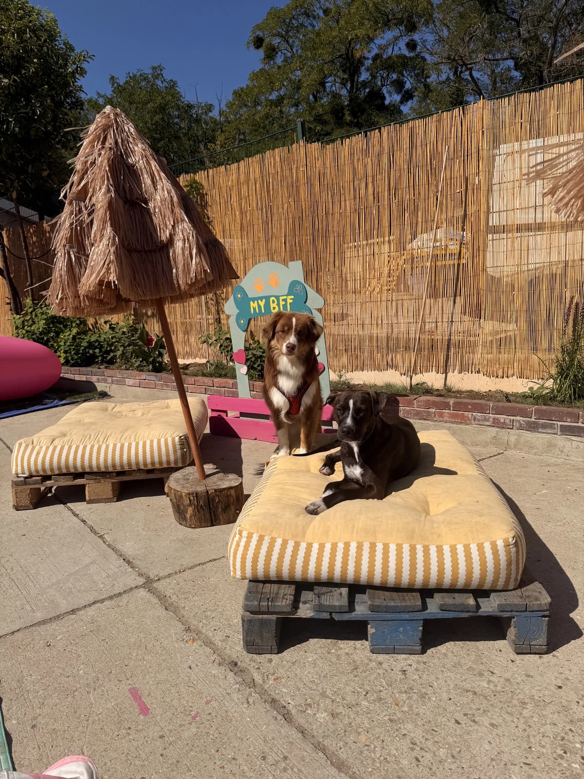 Deux chiens au soleil sur un matelas du jardin