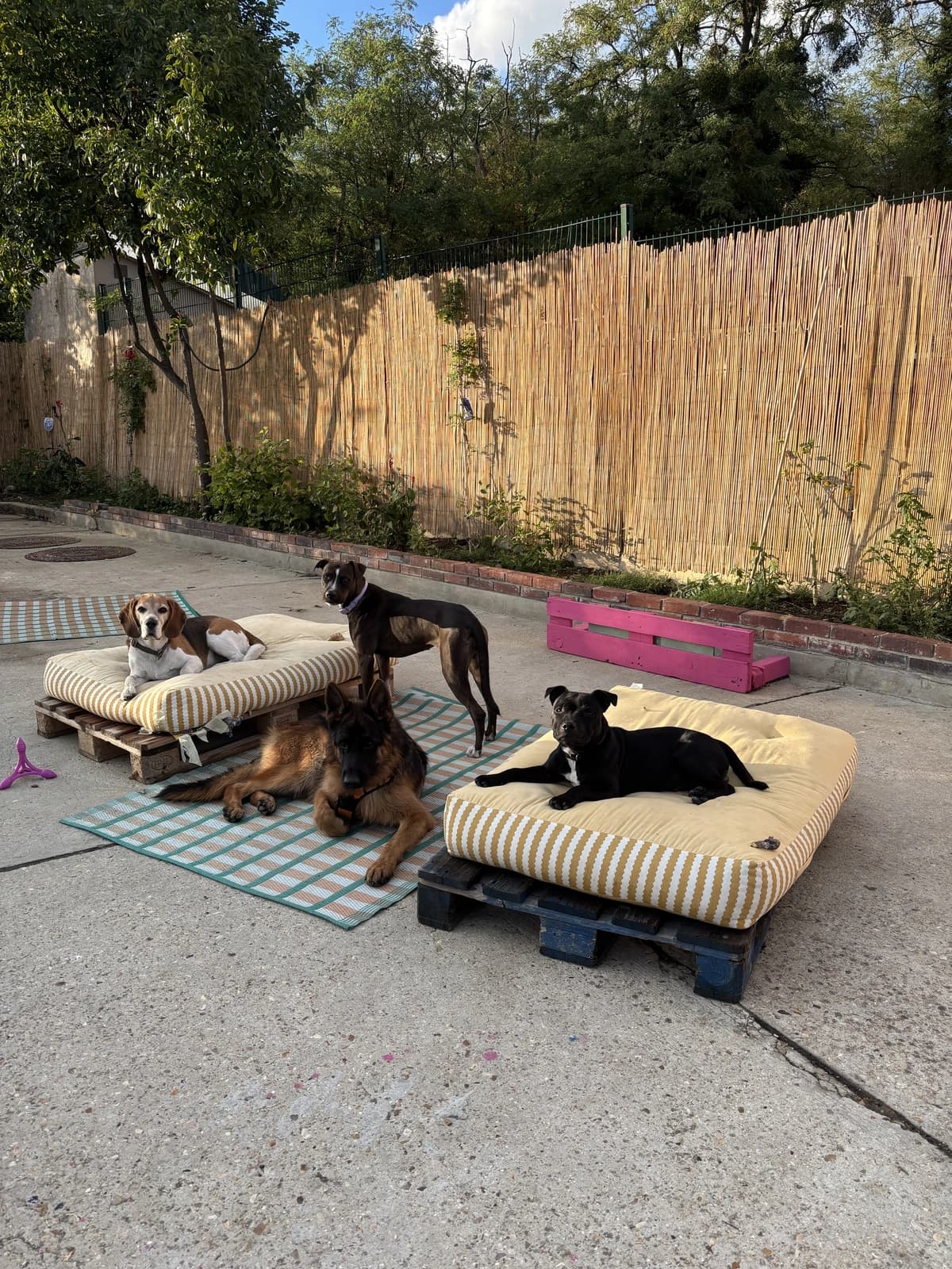Chiens en sieste sur les couchages du jardin