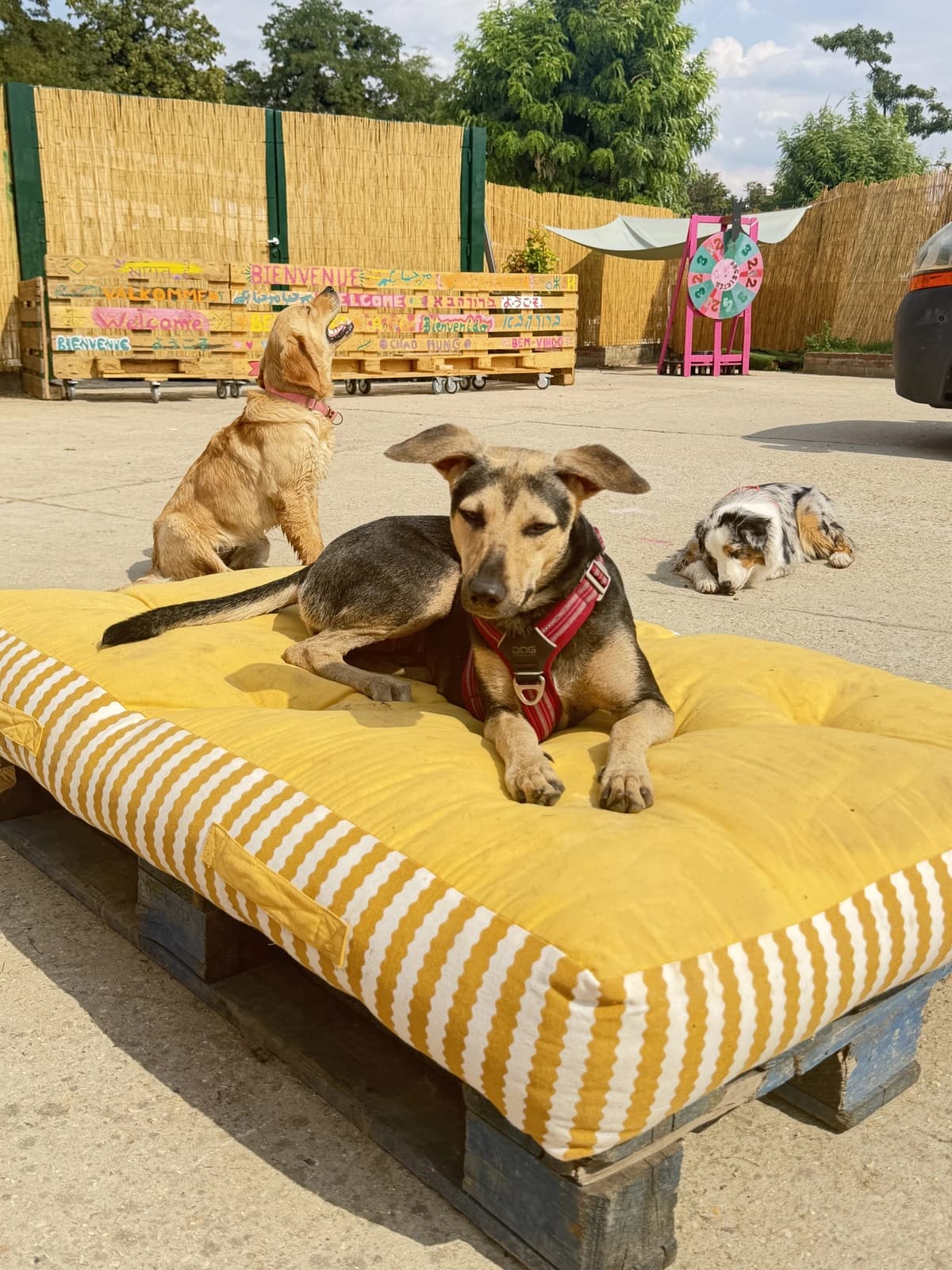Chien allongé sur le matelas jaune du jardin