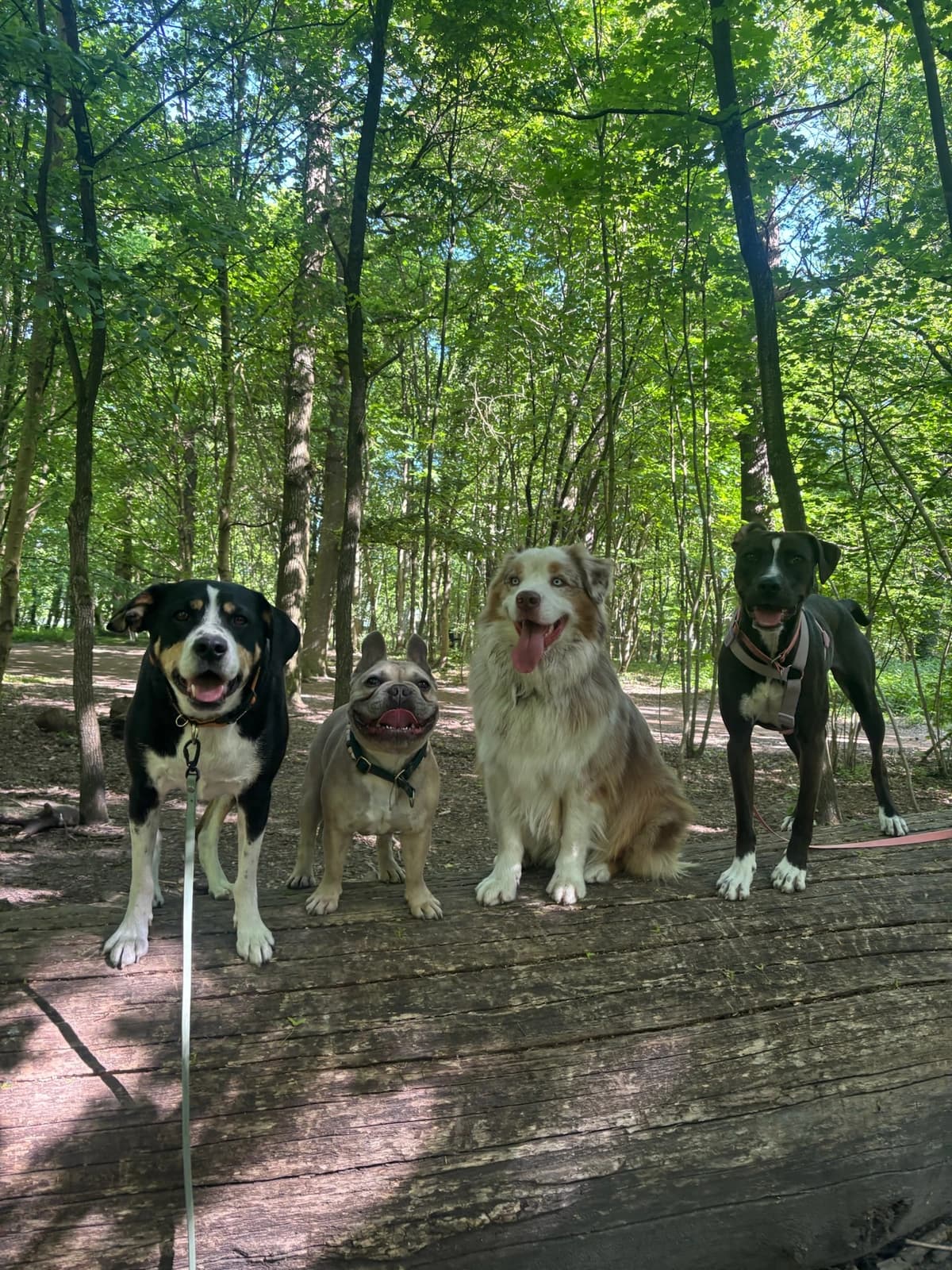 Quatre chiens alignés sur un tronc en forêt