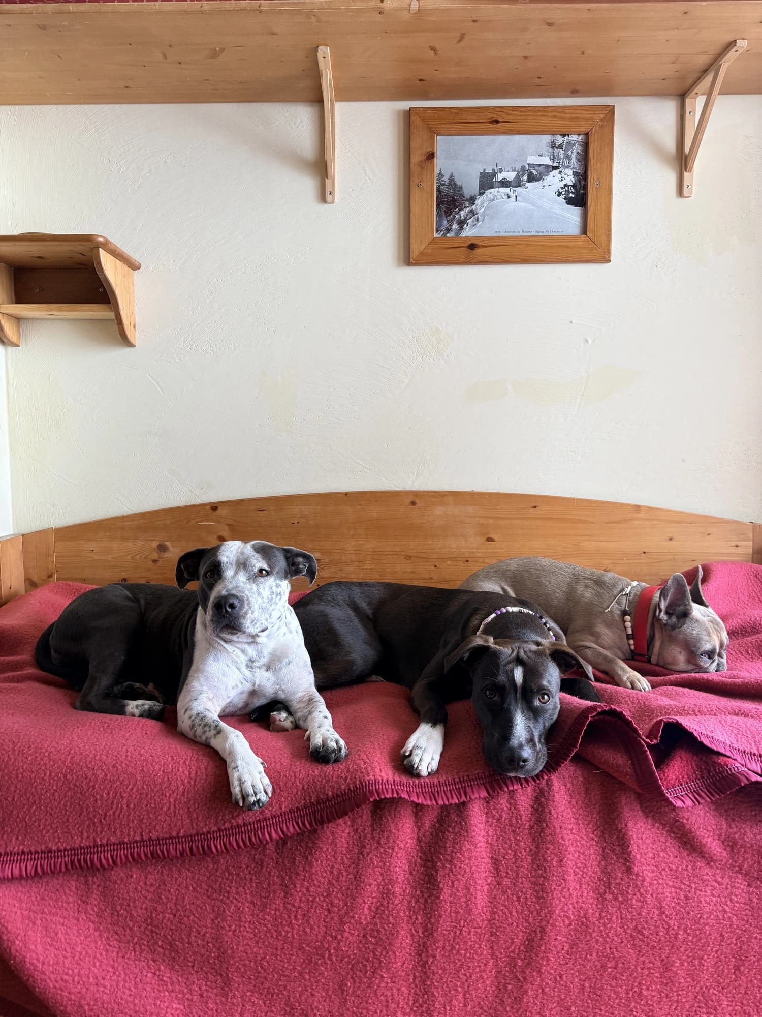 Trois chiens couchés sur un lit rouge dans le chalet