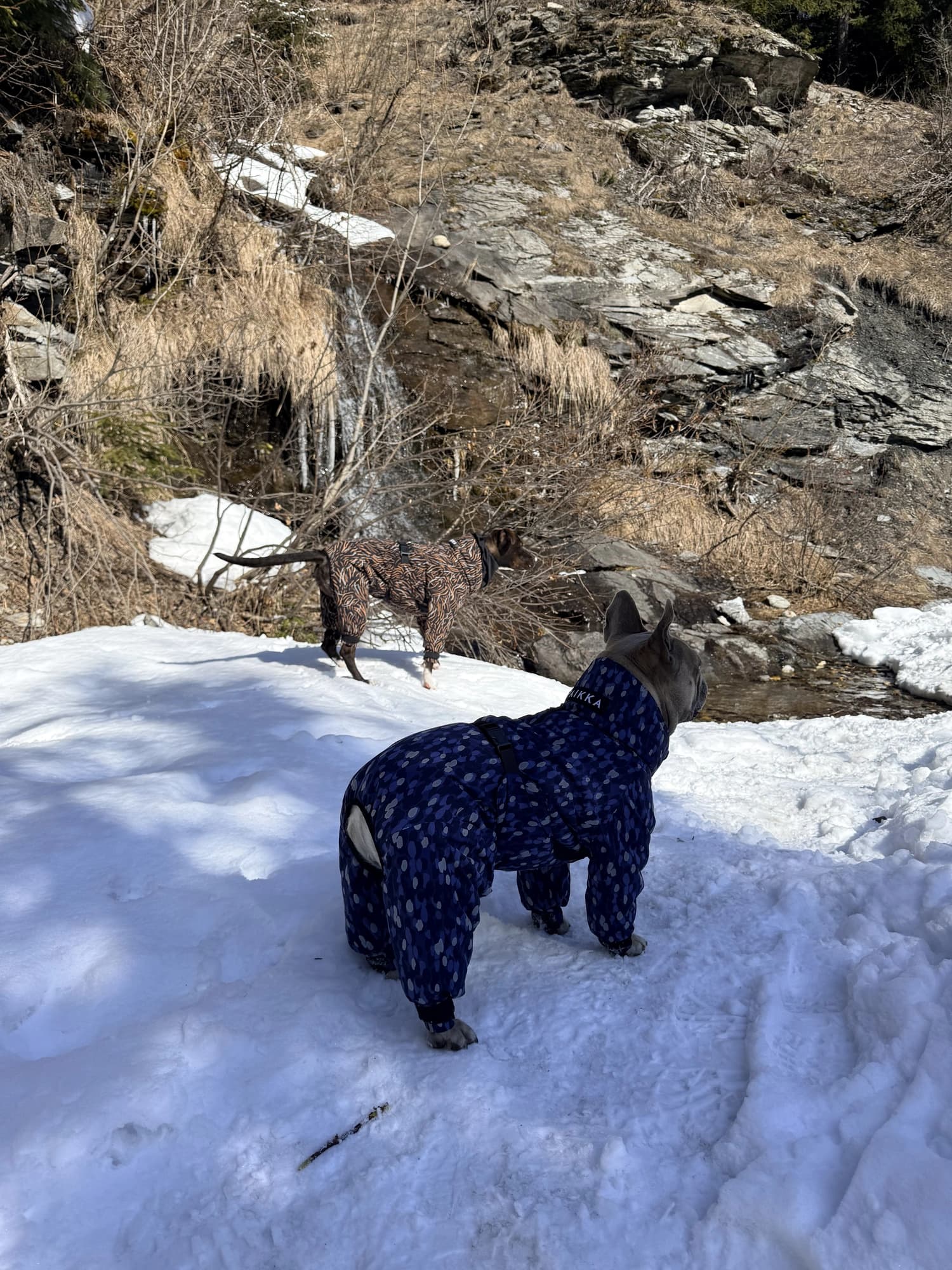 Un chien en combinaison bleue dans la neige, au bord d'un torrent