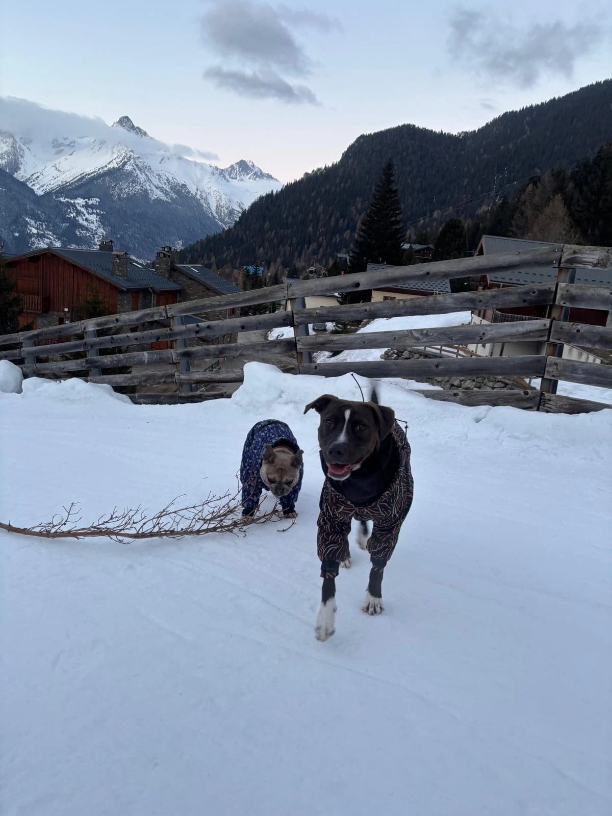 Deux chiens en manteau jouent avec une branche dans la neige, montagnes au fond