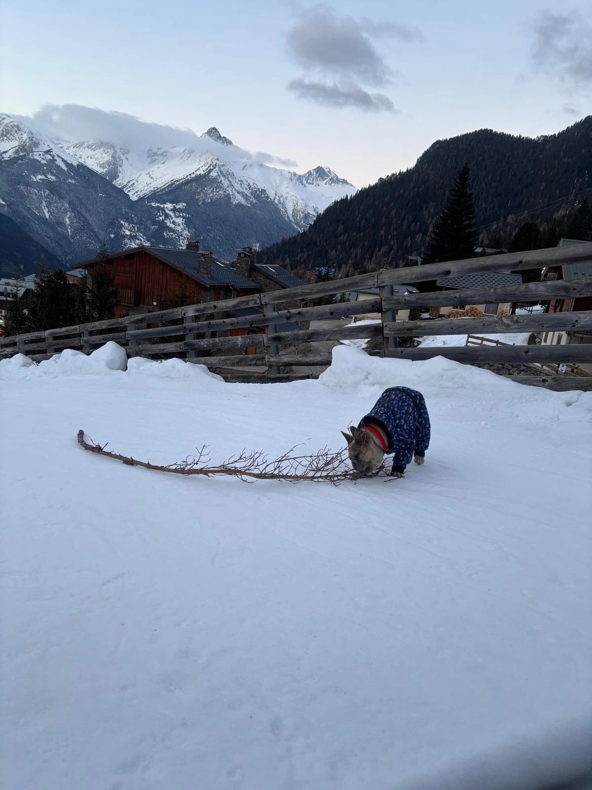 Un chien en manteau bleu renifle la neige près d'une branche