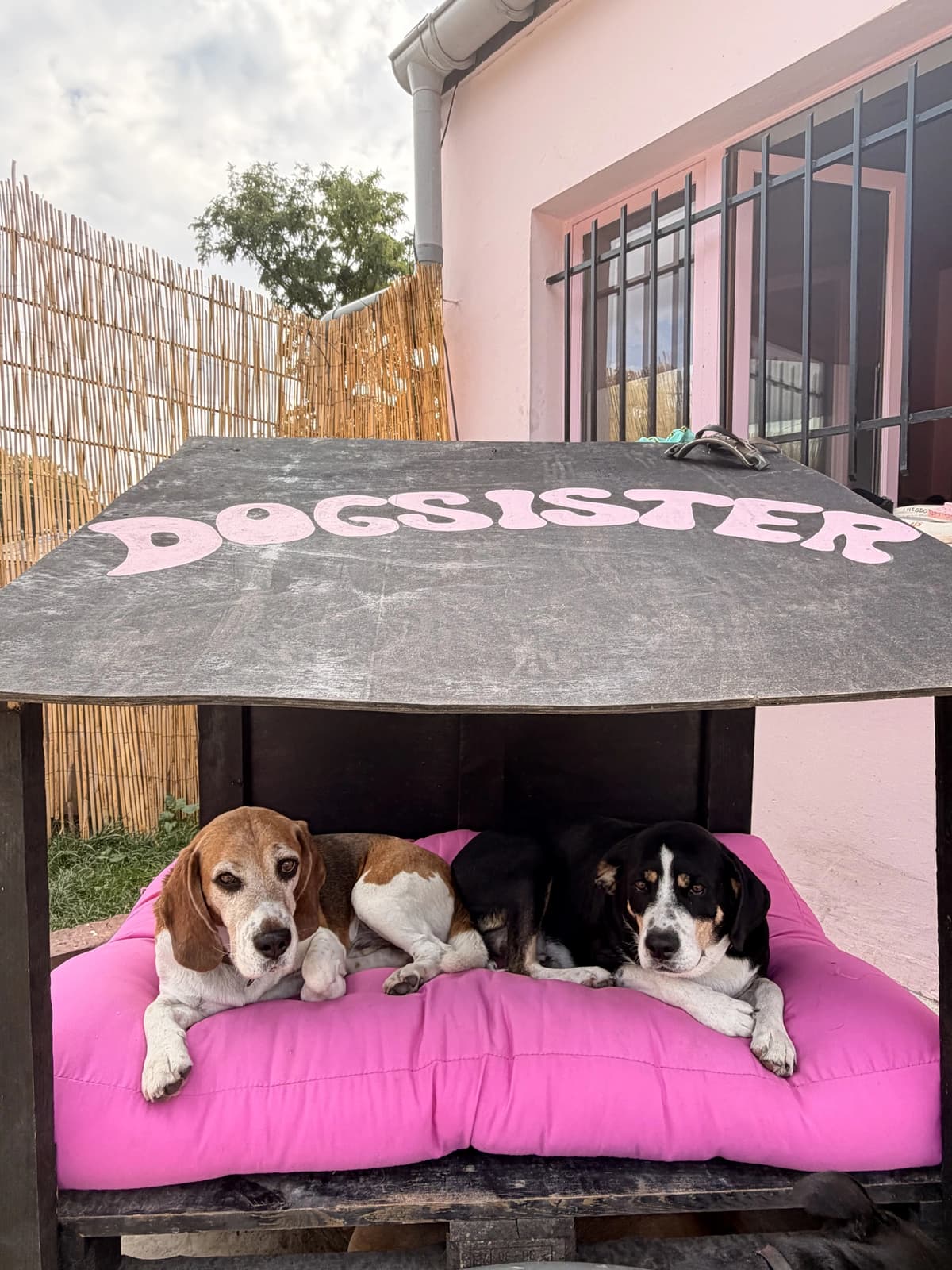 Trois beagles allongés sous la niche DogSister