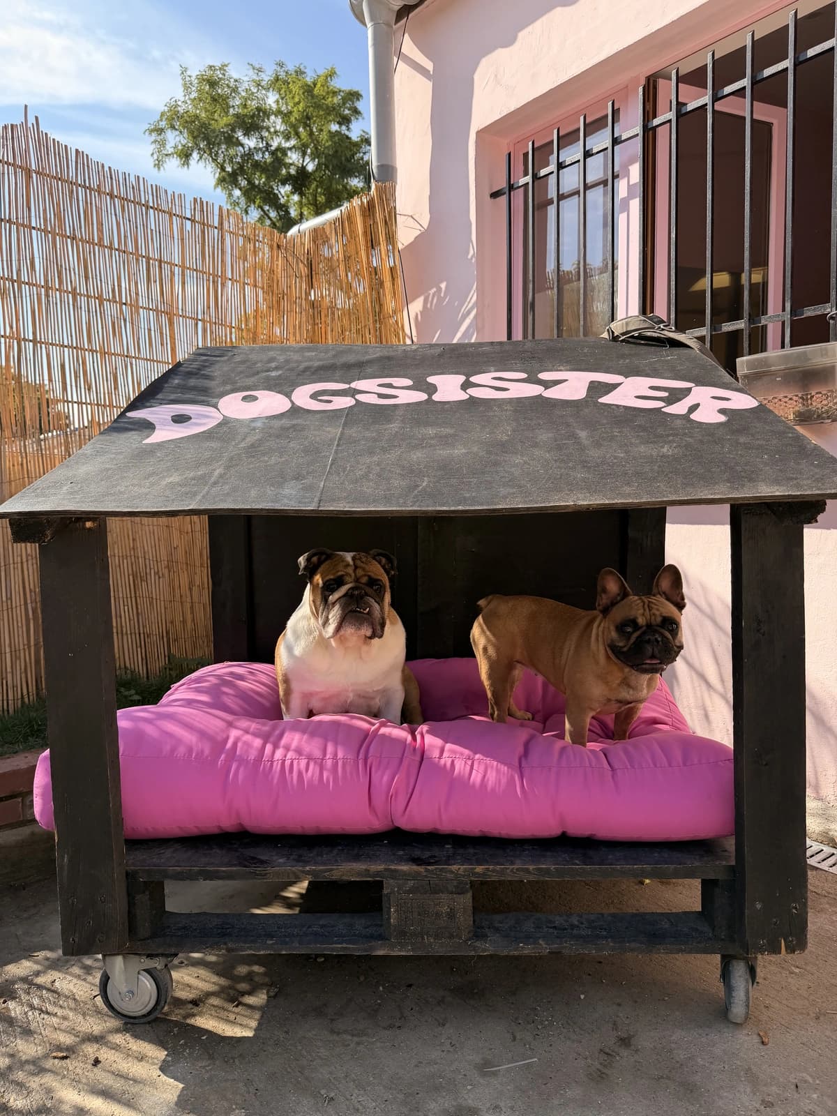 Deux bouledogues à l'ombre de la niche DogSister