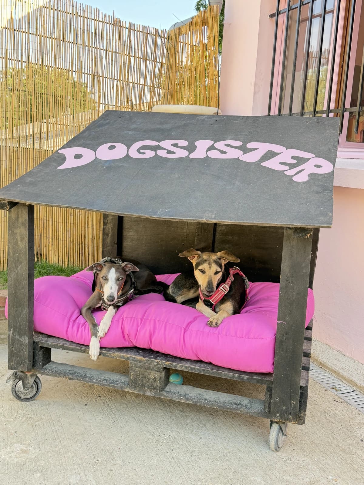 Deux chiens installés sous la niche DogSister