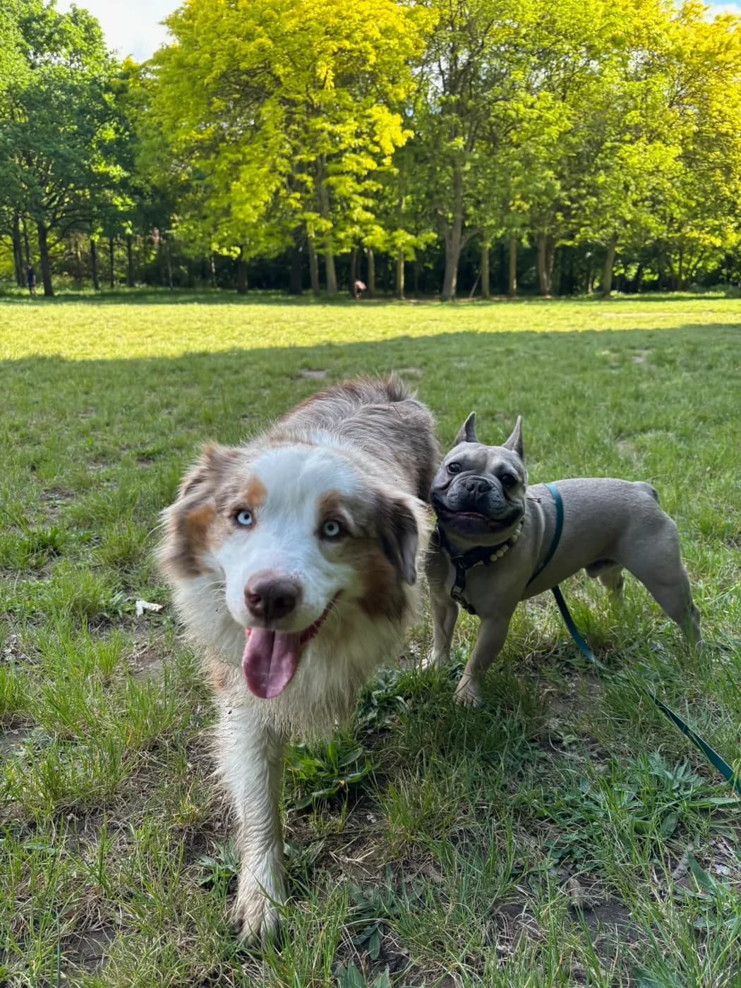 Deux chiens qui jouent au parc