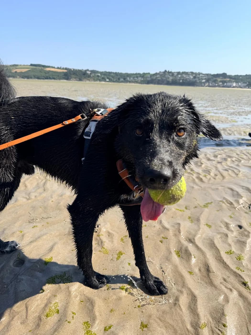 Chien qui rapporte une balle sur la plage