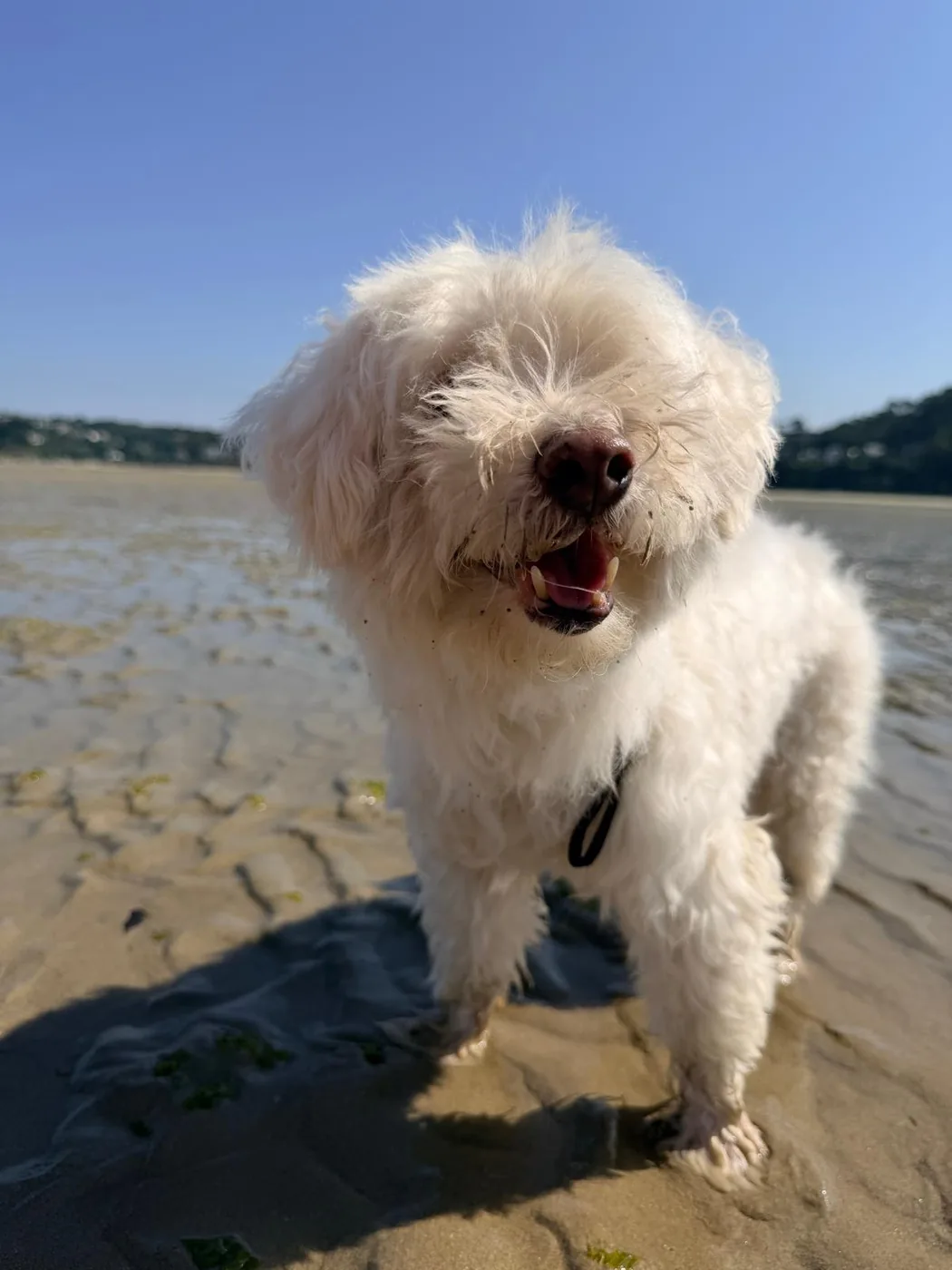 Bichon sur la plage au soleil