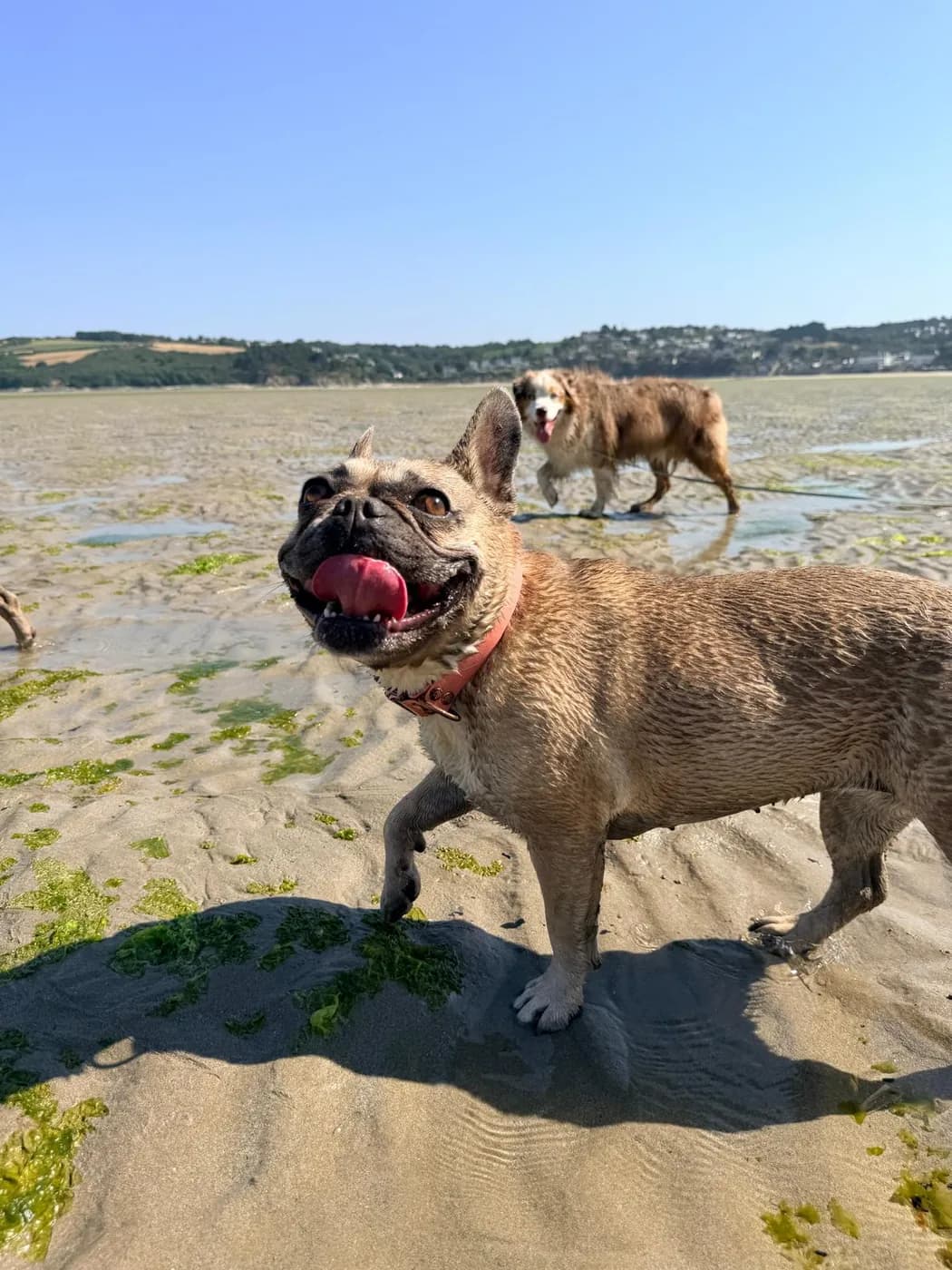 Bouledogue en pleine course