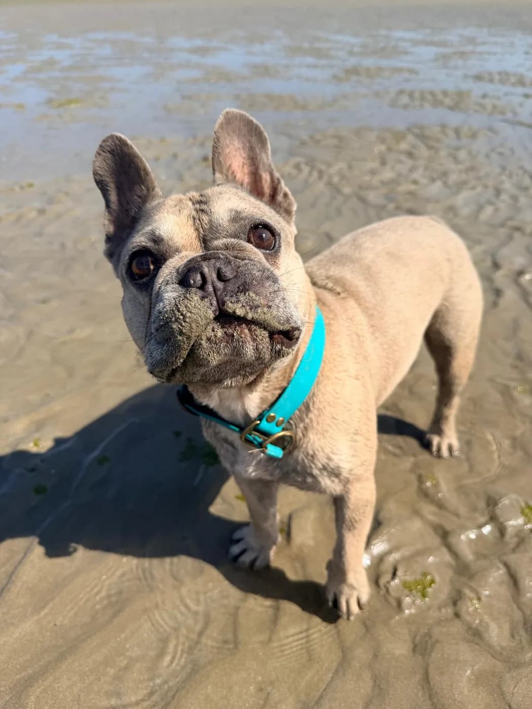 Bouledogue français sur la plage