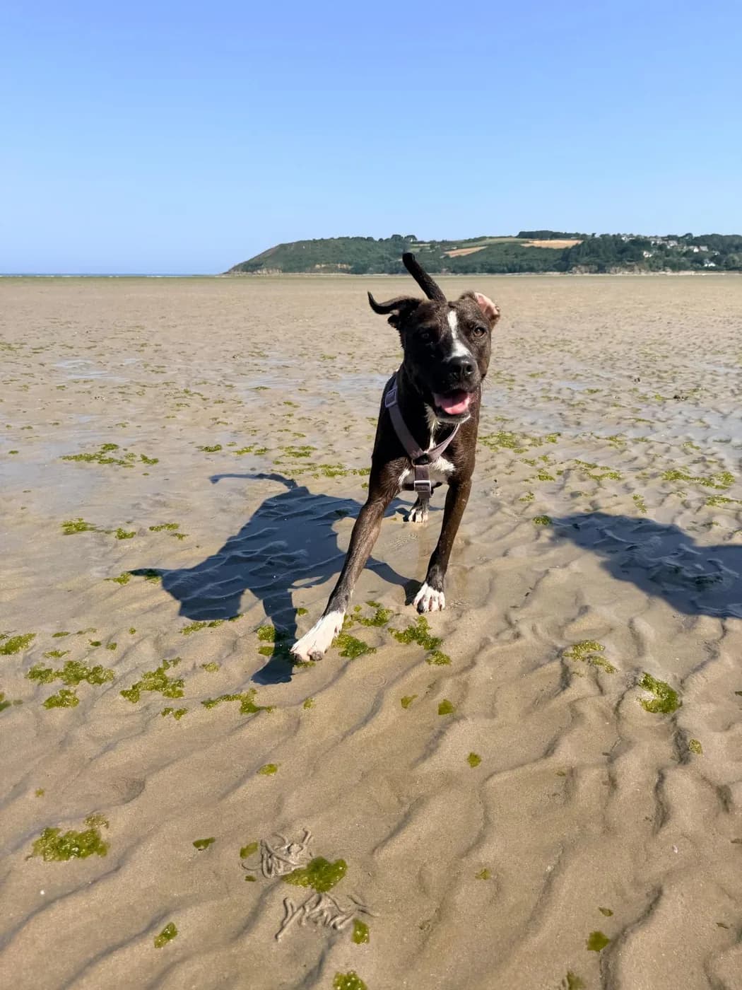 Un chien en pleine course sur la plage