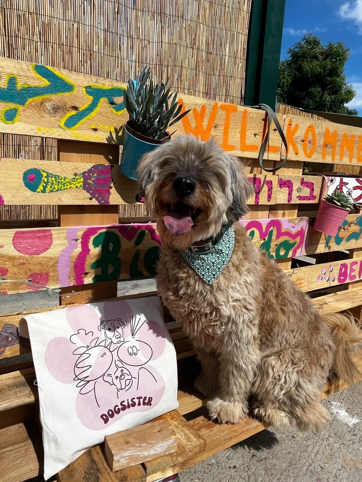 Un chien au bandana assis devant la palissade colorée de la Casa DogSister