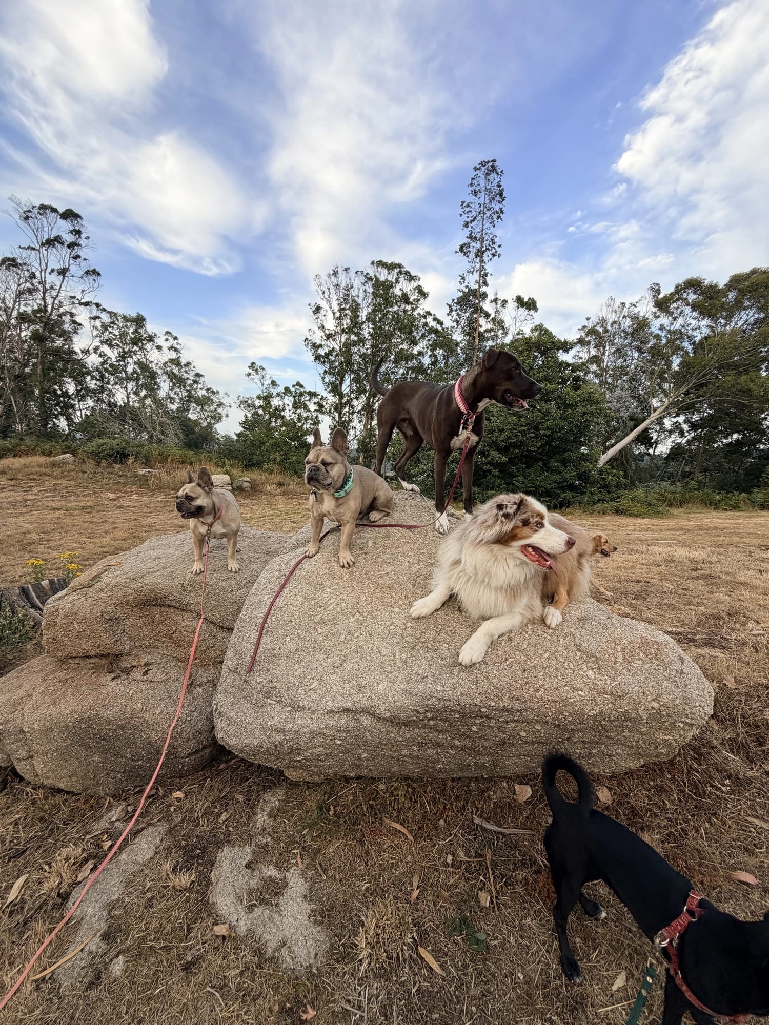 Plusieurs chiens perchés sur un gros rocher sous un ciel bleu