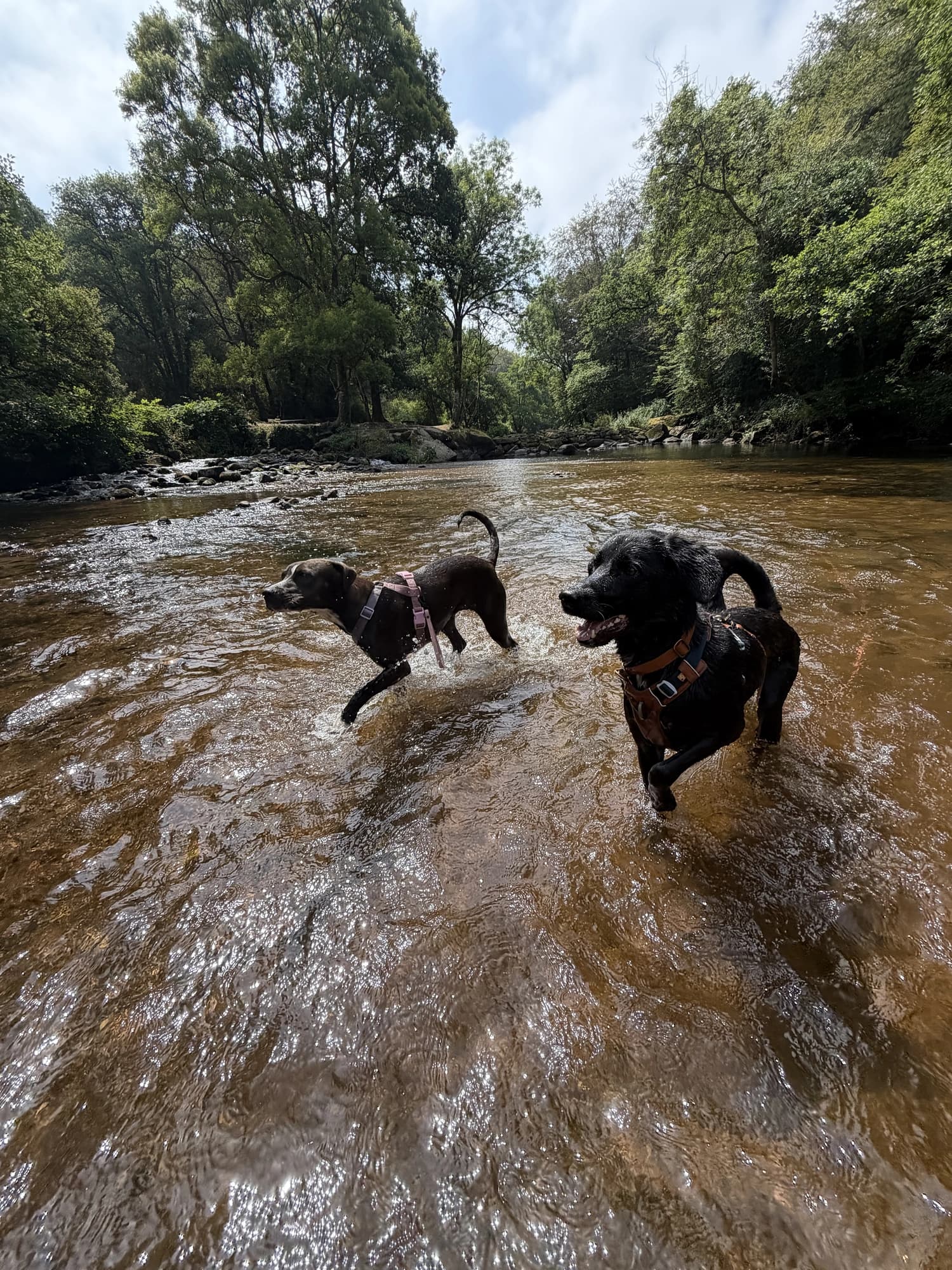 Deux chiens barbotent dans la rivière