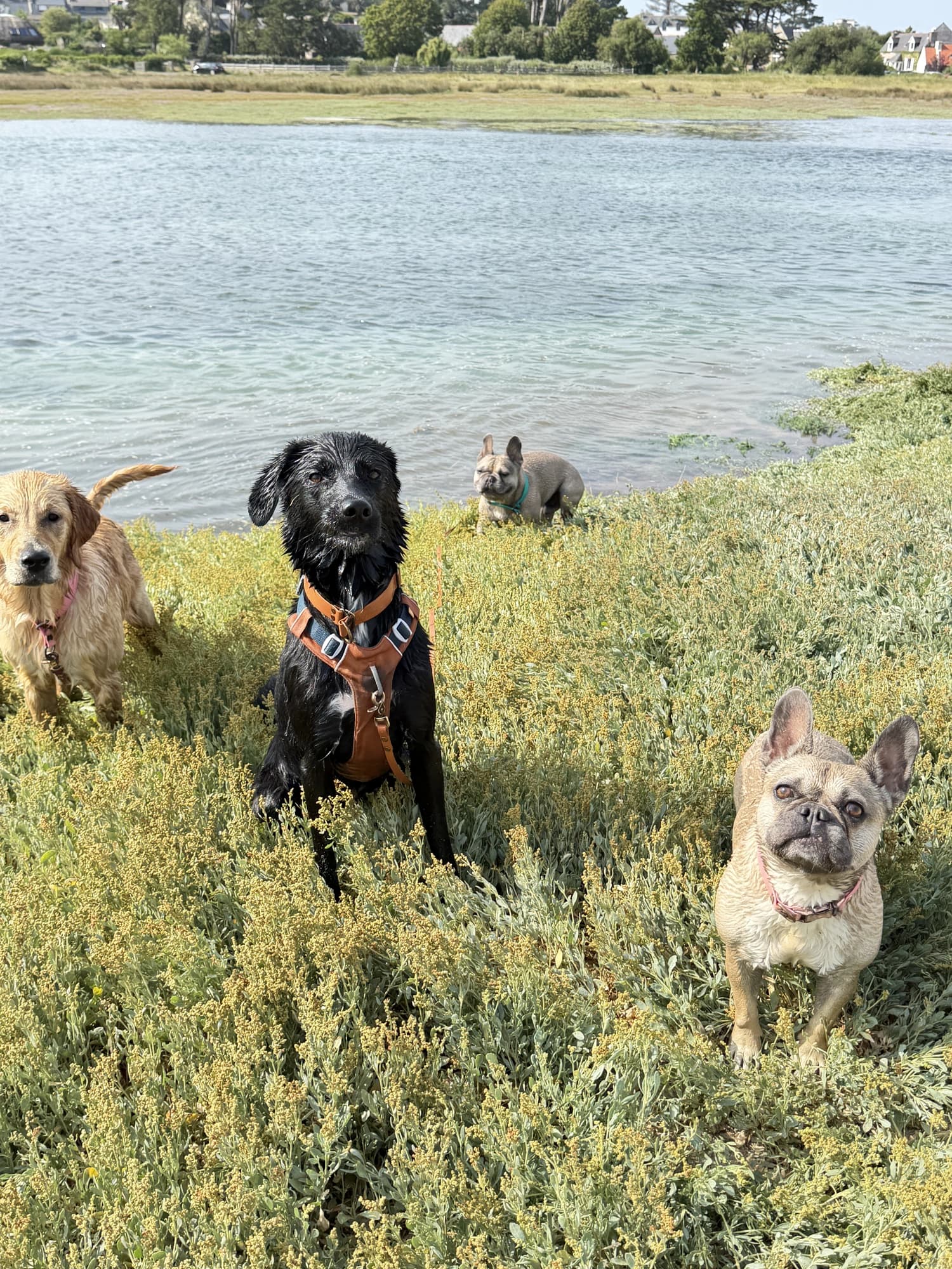 Quatre chiens dans l'herbe au bord de l'eau